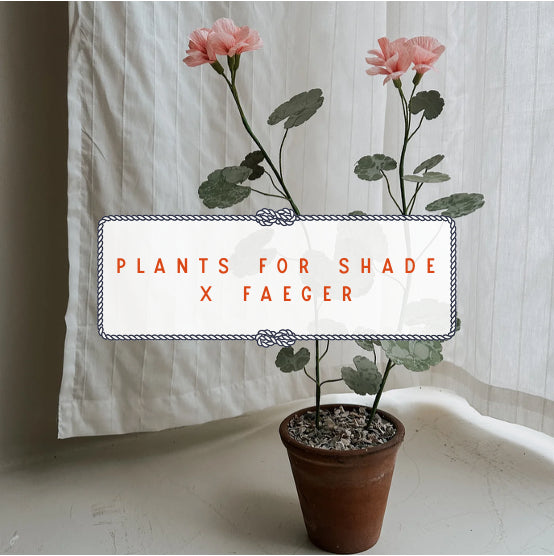 Plants For Shade x FAEGER