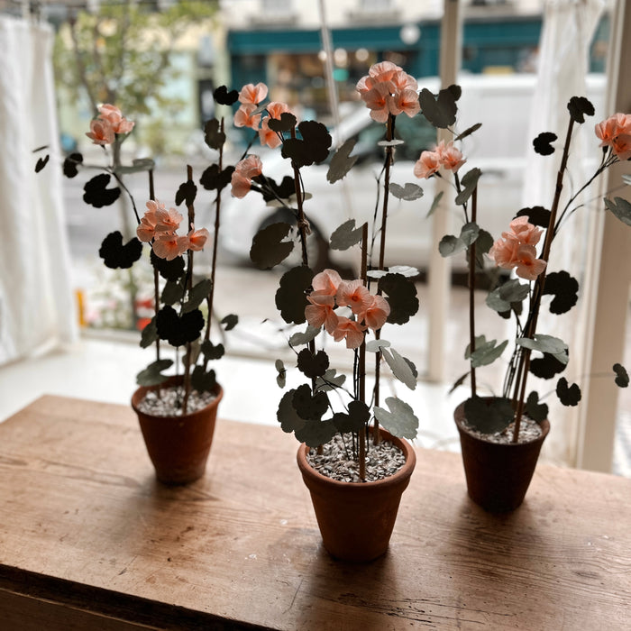 Plants For Shade x FAEGER - Pale Pink and green Geranium