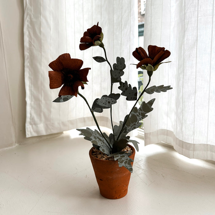 Plants For Shade x FAEGER - Chocolate Cosmos