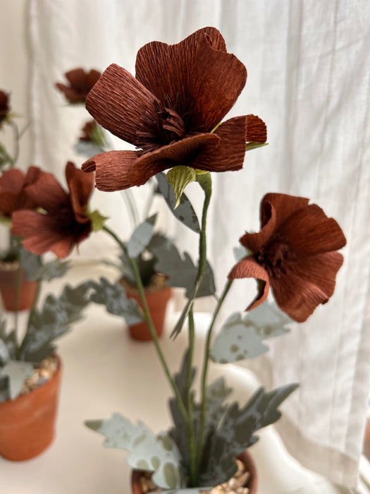 Plants For Shade x FAEGER - Chocolate Cosmos