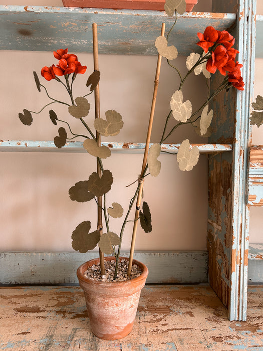 Plants for Shade x FAEGER - Ruby Red Geranium