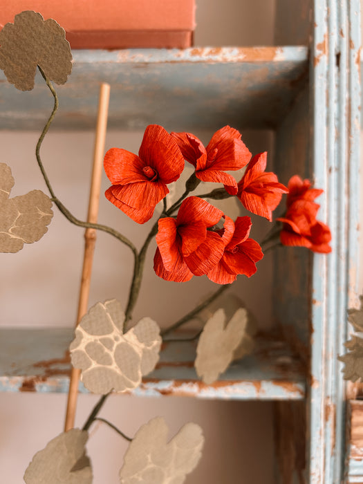 Plants for Shade x FAEGER - Ruby Red Geranium