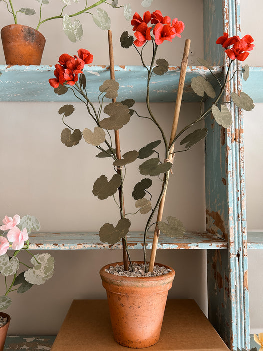 Plants for Shade x FAEGER - Ruby Red Geranium