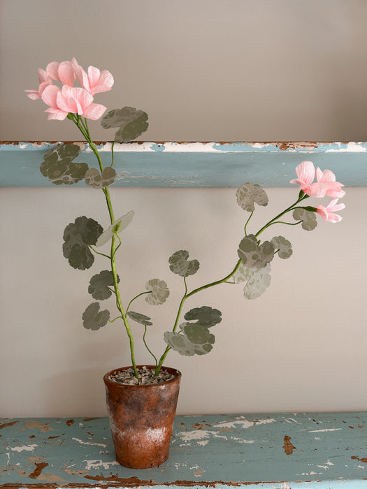 Plants for Shade x FAEGER - Dolly Pink & Green Geranium