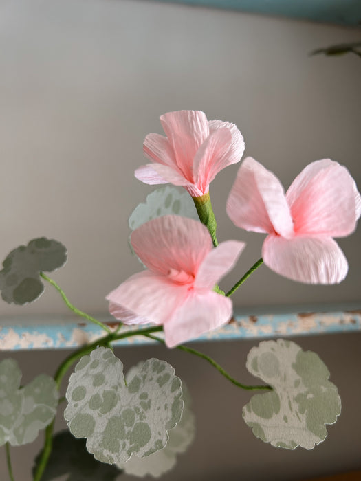 Plants for Shade x FAEGER - Dolly Pink & Green Geranium