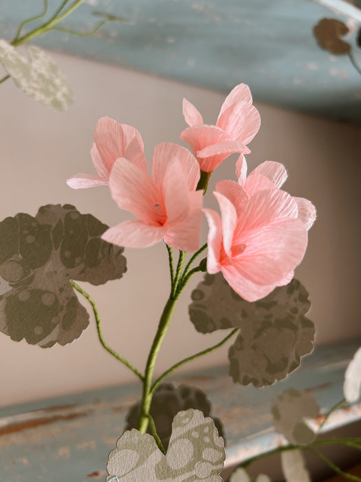 Plants for Shade x FAEGER - Dolly Pink & Green Geranium