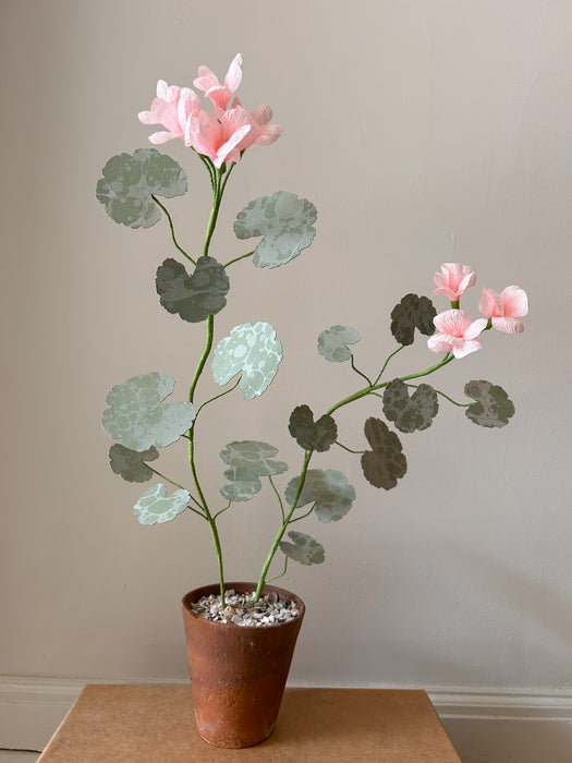 Plants for Shade x FAEGER - Dolly Pink & Green Geranium