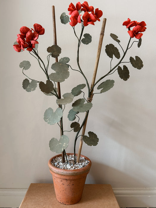 Plants for Shade x FAEGER - Ruby Red Geranium