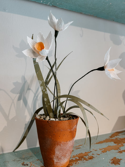 Plants for Shade x FAEGER - Daffodil