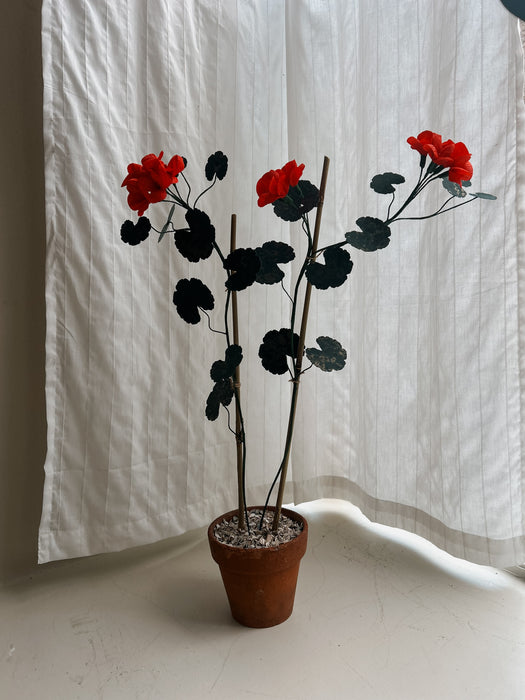 Plants for Shade x FAEGER - Ruby Red Geranium