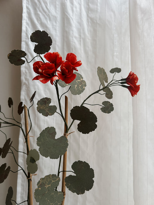 Plants for shade x FAEGER - Red geranium