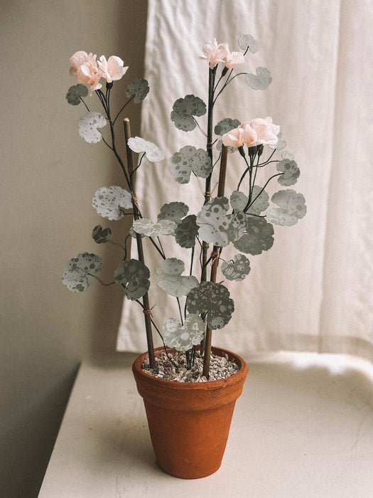 Plants For Shade x FAEGER - Pale Peach Geranium