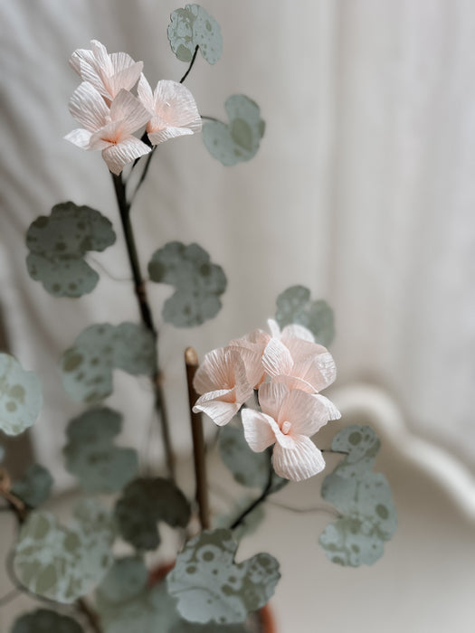 Plants For Shade x FAEGER - Pale Peach Geranium