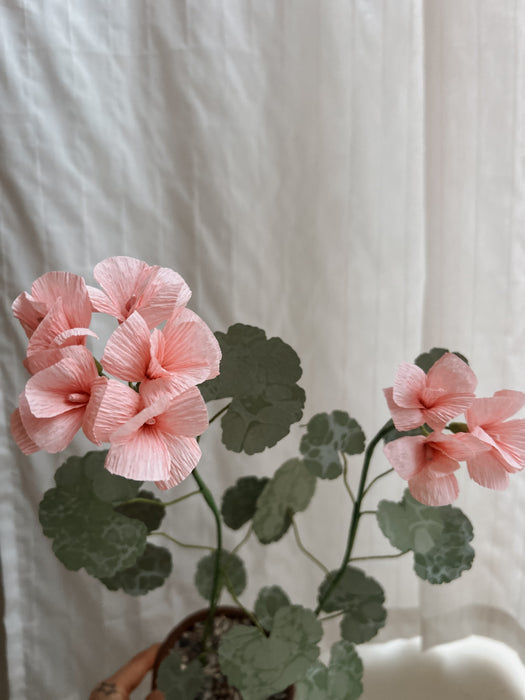 Plants for Shade x FAEGER - Dolly Pink & Green Geranium