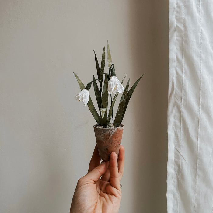 PLANTS FOR SHADE X FAEGER -Paper Snowdrops