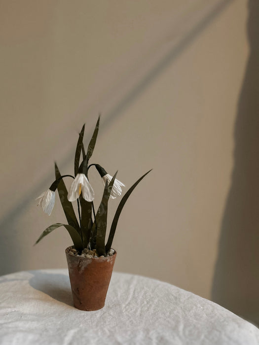 PLANTS FOR SHADE X FAEGER -Paper Snowdrops