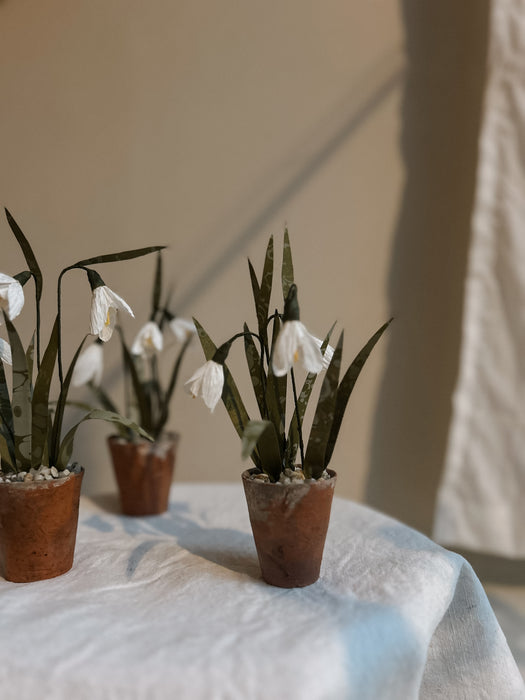 PLANTS FOR SHADE X FAEGER -Paper Snowdrops