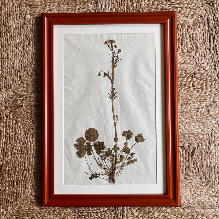 Framed Herbariums