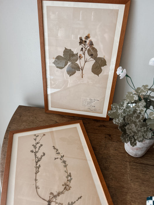 Framed Herbariums