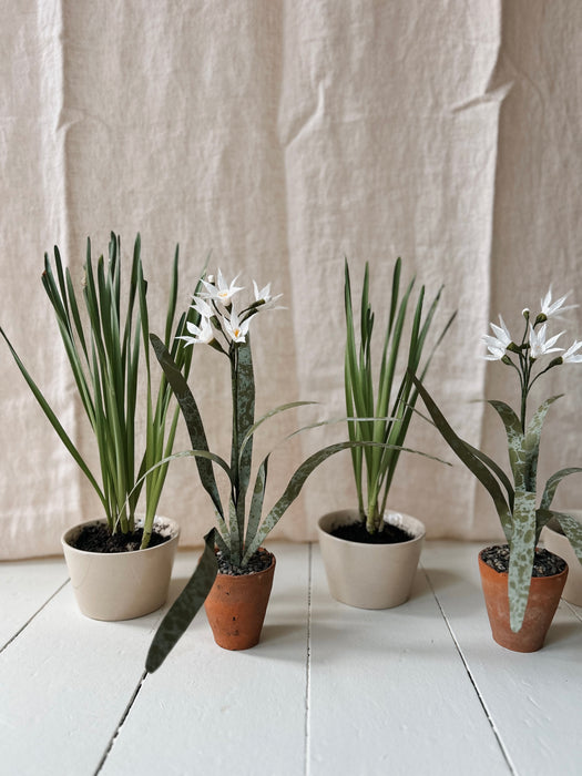 Plants for Shade x FAEGER - Paperwhites