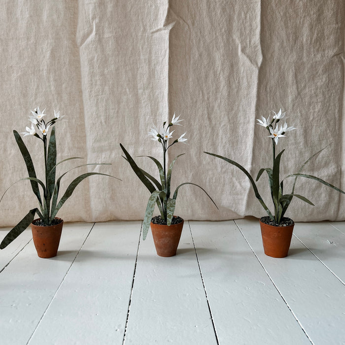 Plants for Shade x FAEGER - Paperwhites