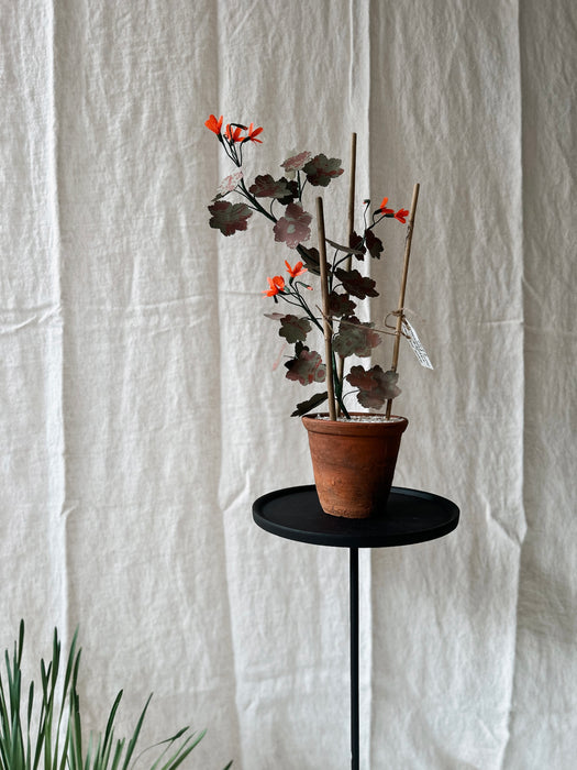 Plants for Shade x FAEGER - Red Geranium
