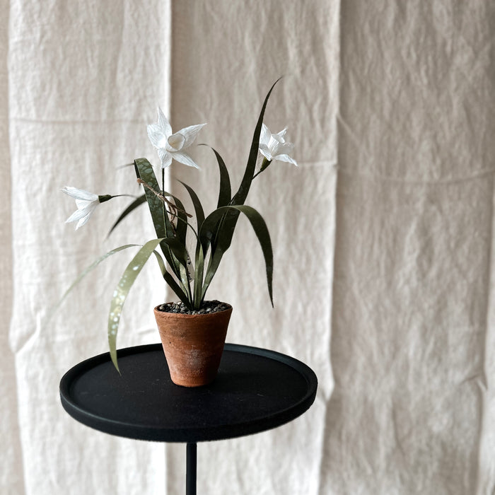 Plants for Shade x FAEGER - Daffodil