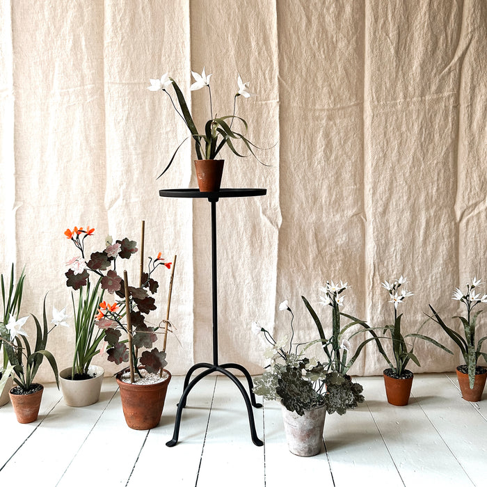Plants for Shade x FAEGER - Daffodil