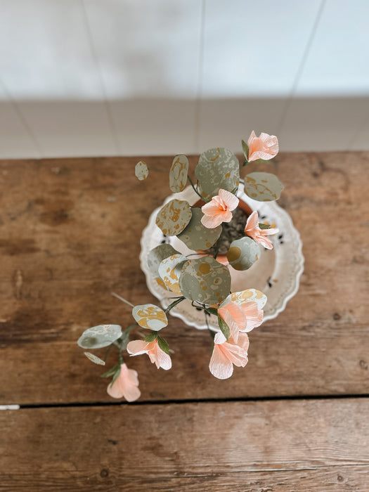 Plants For Shade x FAEGER - Large Nasturtium